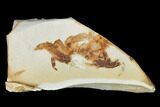 Miocene Pea Crab (Pinnixa) Fossil - California #141619-1
